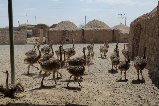 ایجاد ۱۵۰۰ طرح اشتغال‌زایی در ۱۰۰ روستای خراسان رضوی/  پرورش شتر در کویر نمکی خراسان رضوی رونق گرفت