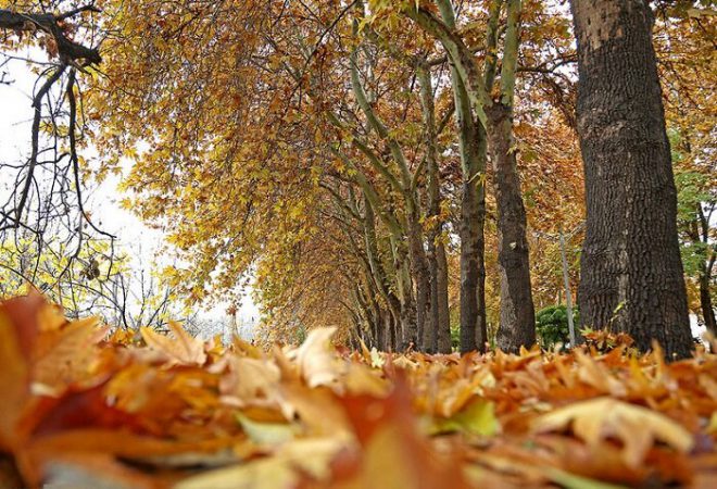 برپایی گذر سمفونی پاییز در بوستان فدک منطقه ۲