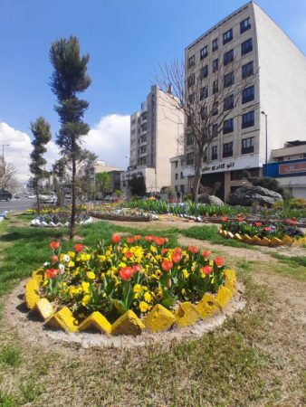 ۲۲ هزار گل لاله و اختر در منطقه ۴ تهران شکوفا شد