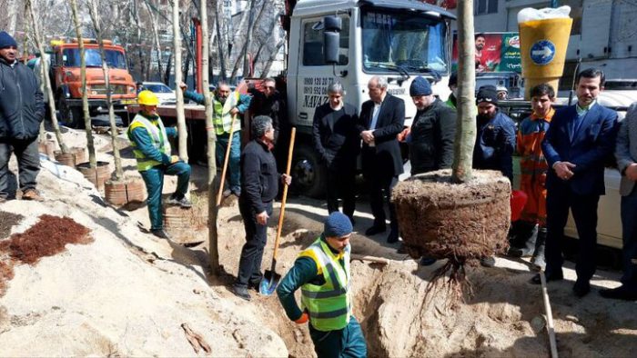 آغاز جایگزینی ۱۰۰ چنار خشکیده ولیعصر با درختان با بُن‌ بالا/ صفایی: همه درختان منطقه یک در حال اسکن برای شناسایی آفت‌ها هستند