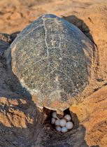 مسئولیت‌های اجتماعی «مبین انرژی خلیج فارس» به بار نشست / ثبت دومین تخم‌گذاری لاک‌پشت زیتونی در نایبند پس از ۱۲ سال