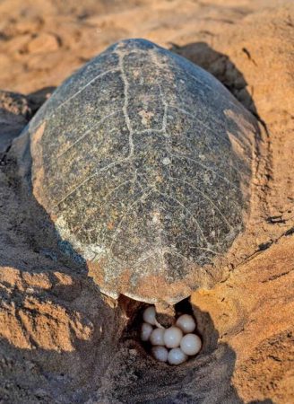 مسئولیت‌های اجتماعی «مبین انرژی خلیج فارس» به بار نشست / ثبت دومین تخم‌گذاری لاک‌پشت زیتونی در نایبند پس از ۱۲ سال