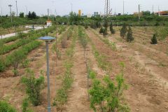 نخستین باغ گل‌محمدی شهر تهران به وسعت ۱۶ هکتار در بوستان ایرانیان منطقه ۱۹ احداث شد