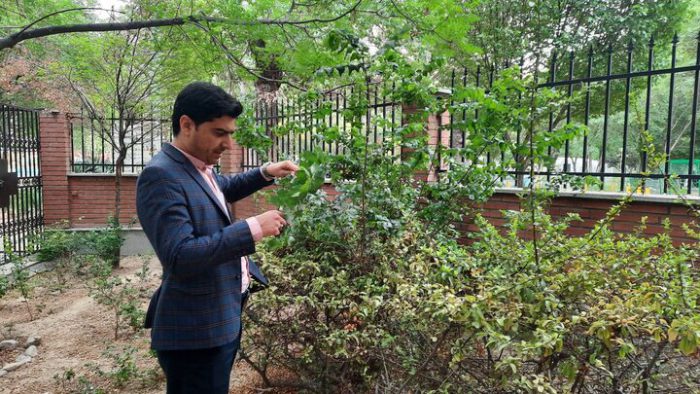 اجرای پایش فصلی آفات فضاهای سبز در منطقه ۲۰