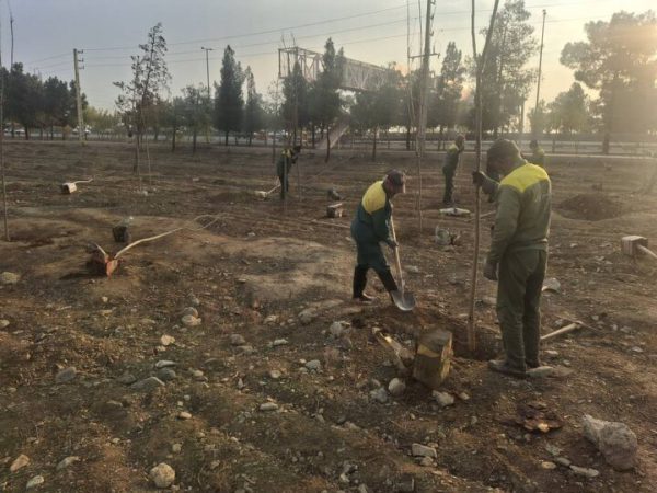 کاشت بیش از ۳۳ هزار اصله درخت و درختچه در منطقه ۱۹