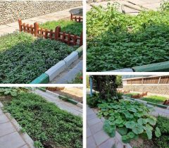 کاشت و برداشت محصولات ارگانیک در مزرعه خانواده منطقه ۲۰