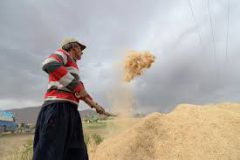 قانون کاهش معافیت حق‌بیمه سهم کارفرمایی در کارگاه‌های کشاورزی متوقف نشده است