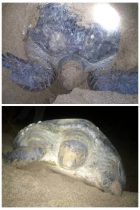 فصل تخم‌گذاری لاک پشت‌های دریایی در سواحل چابهار