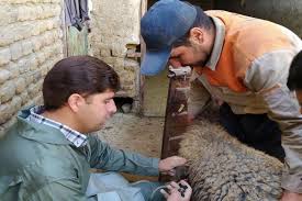 برگزاری نخستین رویداد ملی «دام‌یار» با حضور گروه های جهادی دامپزشکی سراسر کشور