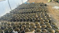 کاشت بیش از ۷ هزار قلمه رز هفت رنگ، رز سفید و نسترن در گلخانه بوستان بانوان منطقه ۱۹