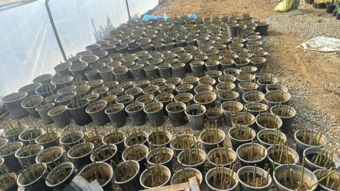 کاشت بیش از ۷ هزار قلمه رز هفت رنگ، رز سفید و نسترن در گلخانه بوستان بانوان منطقه ۱۹