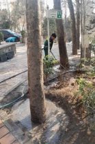 طبیعت‌درمانی زمستانی درختان در منطقه یک؛ یخ‌آب جایگزین سموم شیمیایی