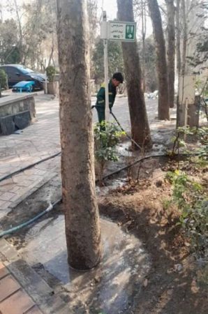 طبیعت‌درمانی زمستانی درختان در منطقه یک؛ یخ‌آب جایگزین سموم شیمیایی