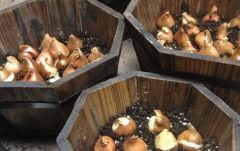 ۲۰هزار پیاز لاله در منطقه ۲ کاشته شد