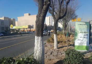 باندینگ ۳۰۰۰ اصله درخت در منطقه ۴