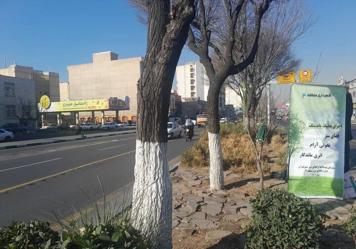 باندینگ ۳۰۰۰ اصله درخت در منطقه ۴