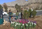 توزیع ۴ هزار اصله نهال رایگان به شهروندان در منطقه یک همزمان با هفته درختکاری