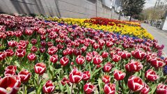 شکوفا شدن ۳۵ هزار گل لاله در معابر منطقه ۲