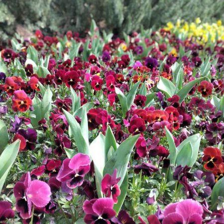 همه بوستان‌های منطقه یک به جز آبک، یاس فاطمی شمالی و سوهانک آماده پذیرایی از شهروندان در روز طبیعت شدند