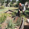 کاشت ۱۰ هزار گلدان گل داوودی در فضاهای سبز منطقه ۲۰